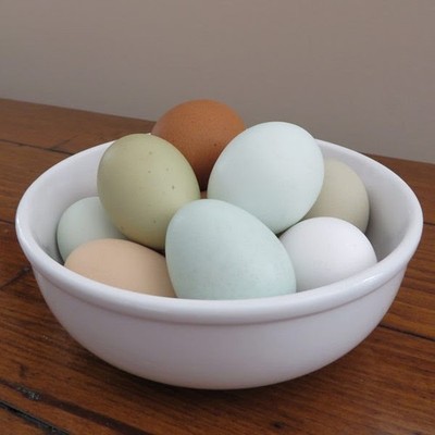 6 ''All Aces'' Assorted Hatching Eggs - MPC Most Fertile Rainbow Egg collection