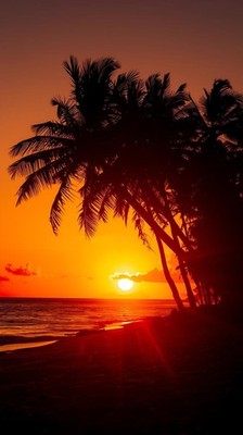 Tropical Beach Sunset Wallpaper Palm Sky Phone Background