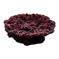 Sandbed 5 Hole Plate Frag Rock Reef Aquarium FRAGROCKS FRAGRACKS 3 COLOR OPTIONS