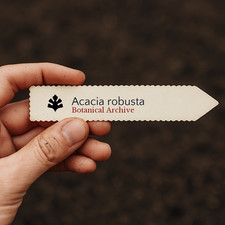 Acacia robusta | Splendid Acacia | 10 SEEDS - Splendid