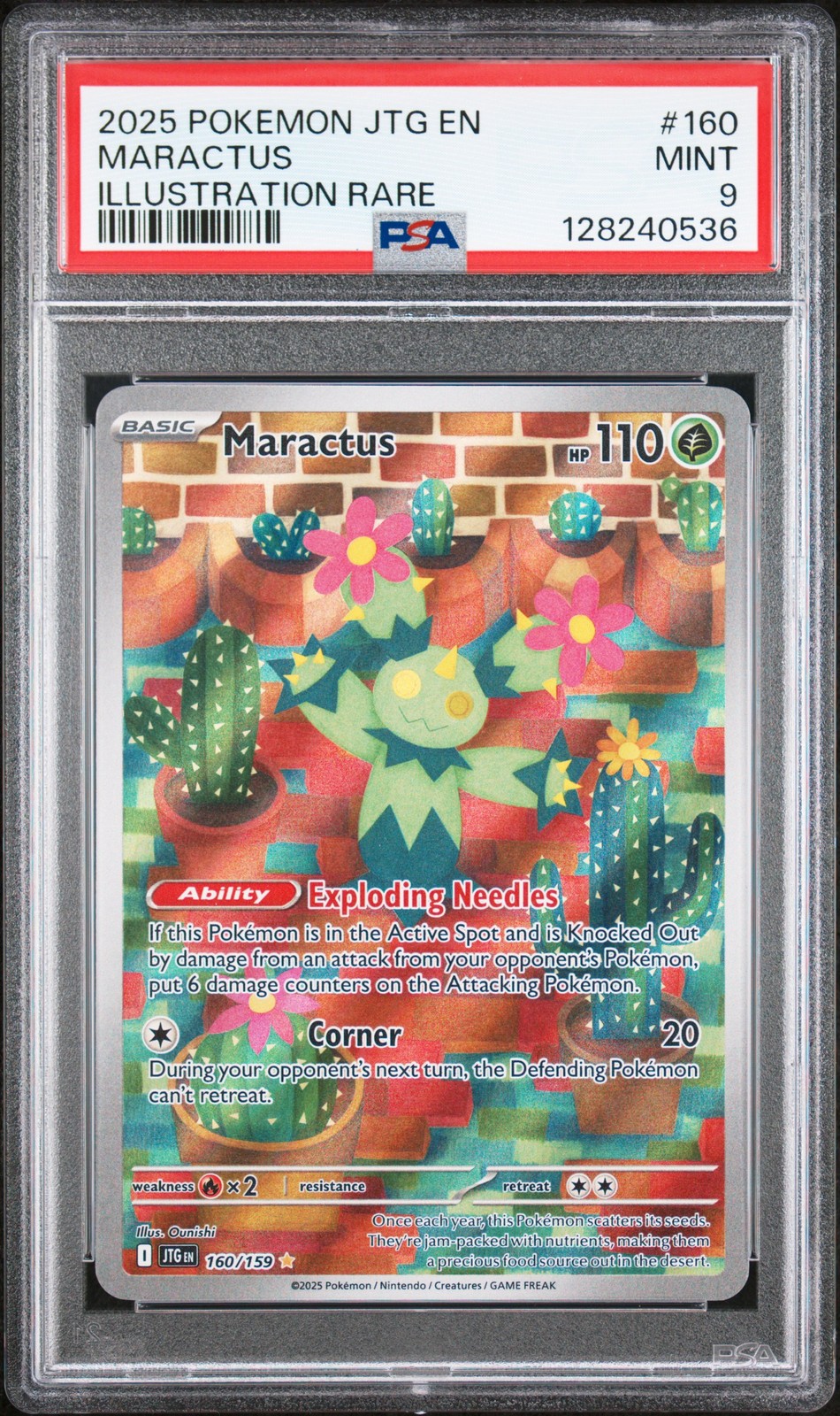 Maractus #160