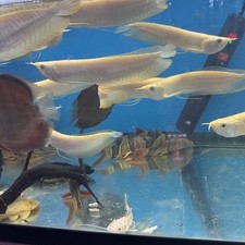 Albion Sliver Arowana 8-9 Inch Live Fish Eat Pellets Albion Sliver Arowana 8-9 Inch Live Fish Eat Pellets