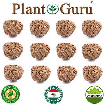 Wholesale Flower de Jericho Resurrection Rose (1 lb) for your shop