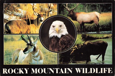 Postcard CO Rocky Mountain Wildlife Elk Mule Deer Bald Eagle Moose Antelope