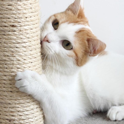 2 Level Cat Condo W/ Overhead Balcony Indoor Durable Livingroom Pet Furniture US - Picture 5 of 7