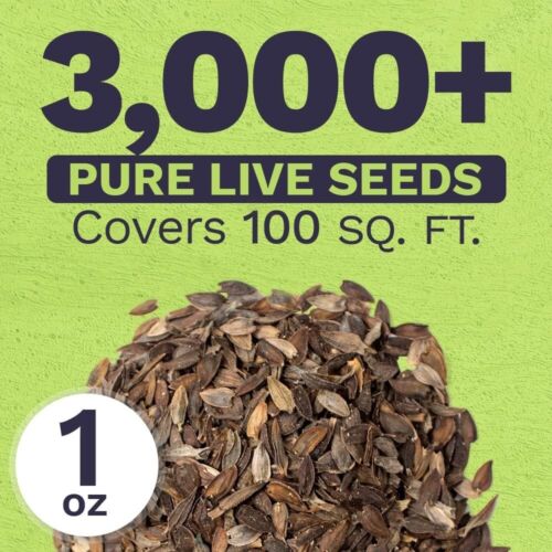 3,000 Zinnia Seeds - California Giants Mix for Colorful Flower Gardens - Picture 5 of 11
