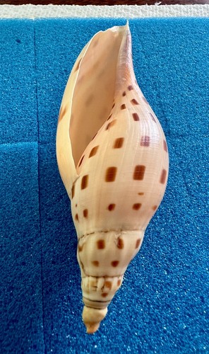 Nice & rare Voluta - Scaphella (Arenia) dubia - GOM trawler - 111mm - Picture 8 of 15
