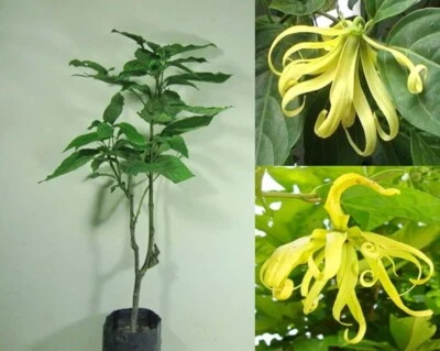 Cananga odorata var. fruticosa, Dwarf Ylang-ylang Plant, Fragrant, Perfumed