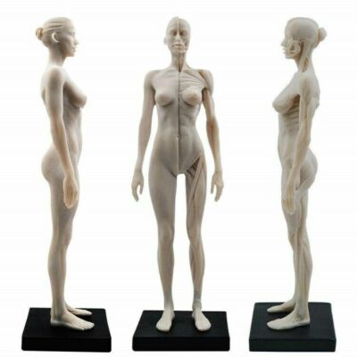 US STOCK 30CM Human Female Body Musculoskeletal Anatomical Model for Art Drawing