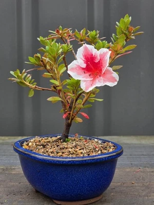 Azalea 'Mrs. Kint' Bonsai Starter FREE EXPRESS POST As It Is - image 1 of 4