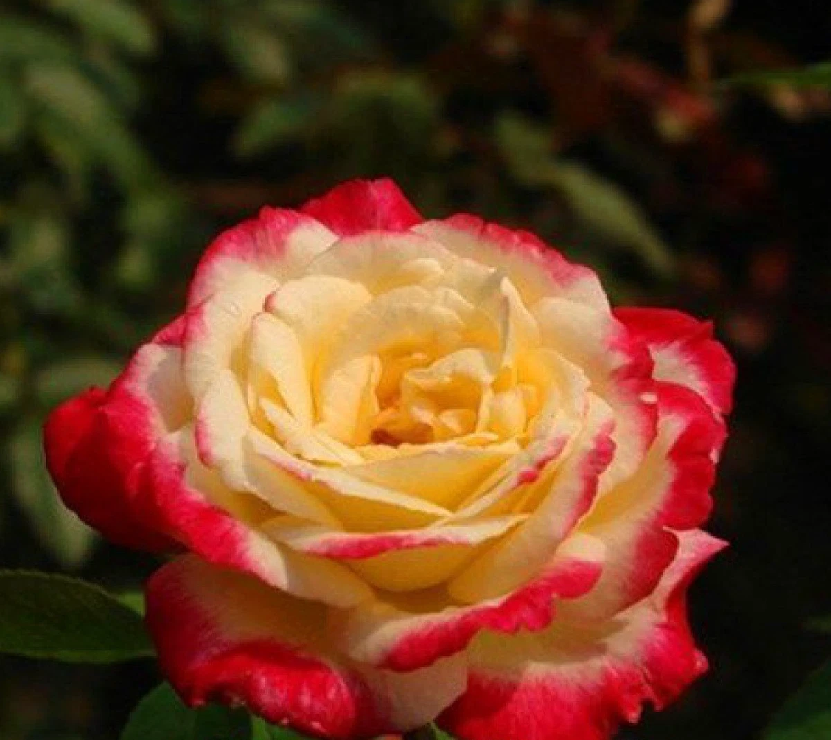 20 SEEDS for CLASSIC RED YELLOW Rose flower hybrid Bush exotic