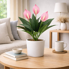 Artificial Plant - Peace Lily (Spathiphyllum) - Various Sizes & Colours