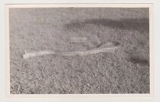 Massive Python Lurks Stealthily in the Grass Waiting for Its Prey to Draw Near