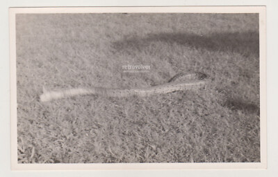 Massive Python Lurks Stealthily in the Grass Waiting for Its Prey to Draw Near