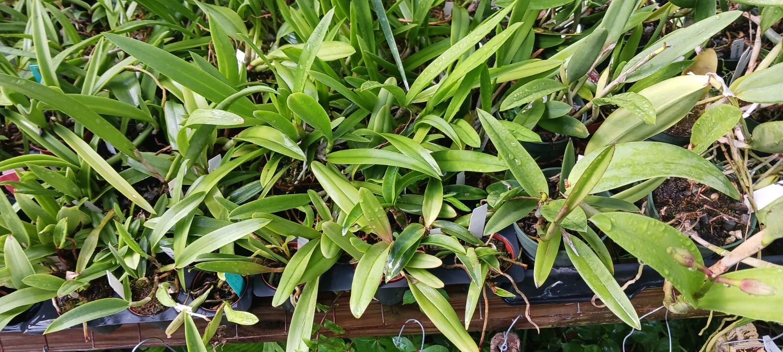 Orchid Cattleya Alliance 4 Pack Sasmol Special Deal