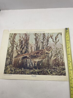 Sky Lark col. Chi. Acad. Sciences Nature Study Pub Co 1898 F2B