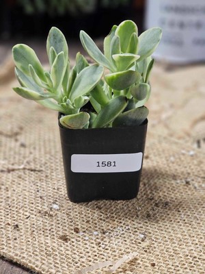 Crassula ' Variegated Money Maker' - 2'' Pot (Rooted) - Actual Item - As-Is! 1581