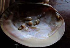 Conchiglia di mare madreperla 17 cm ARCOBALENO abulon