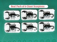 6 Scorpions Wall Decor Real Insect Teaching Collection Gothic Art Gift For Kids