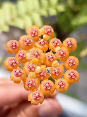 Hoya Endauensis Rare Tropical Wax Plant