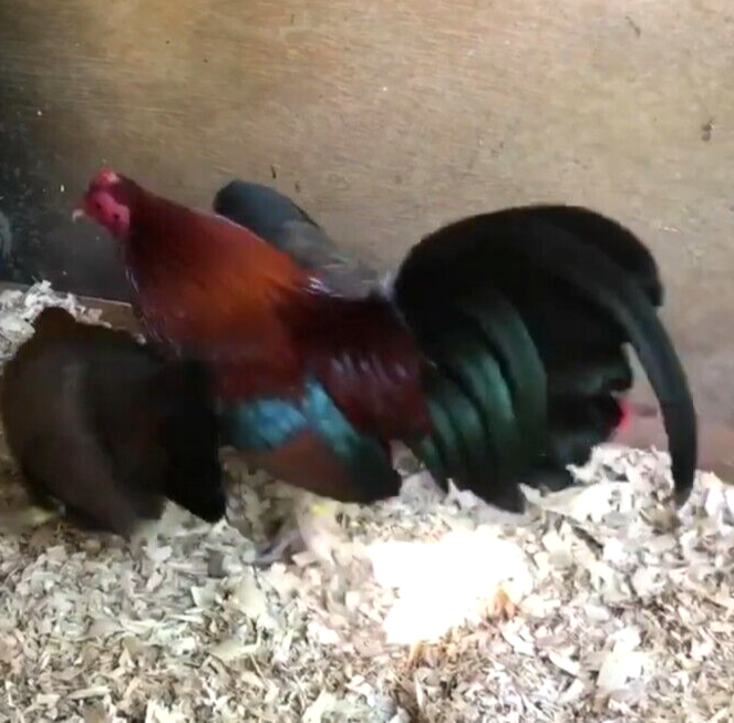 16 NPIP/AI CLEAN BB RED Old English Game Bantam Hatching Eggs ULTRA