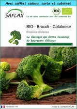 SAFLAX Kit cadeau - BIO - Brocoli - Calabrese - 100 graines - Brassica