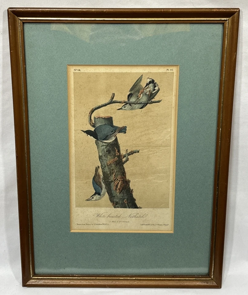 1870 JJ Audubon White Breasted Nuthatch Plate 247 Birds Of America 3rd Ed Octavo - Image 2 of 4