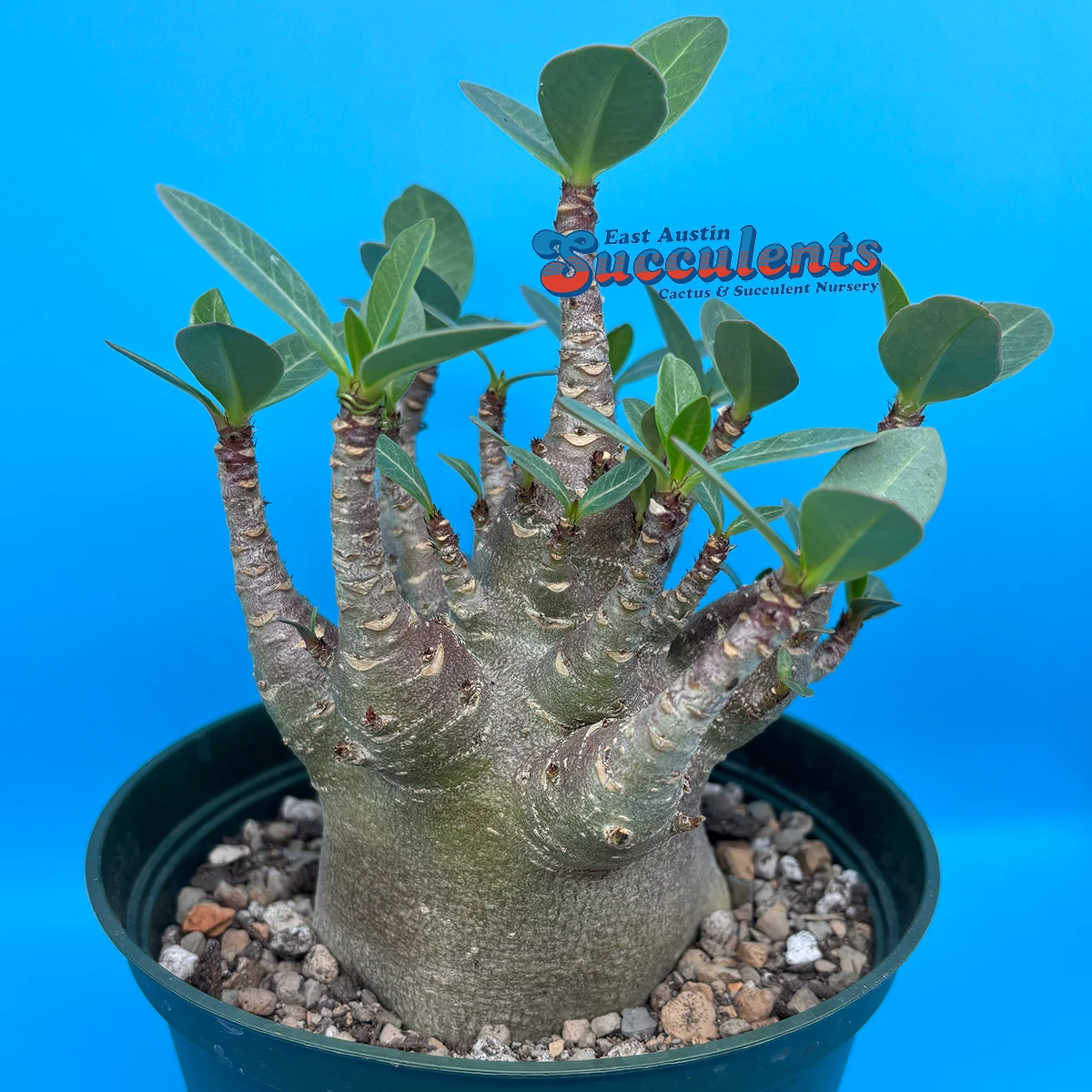 Cactus Caudex Cactis&Succulents for sale | eBay