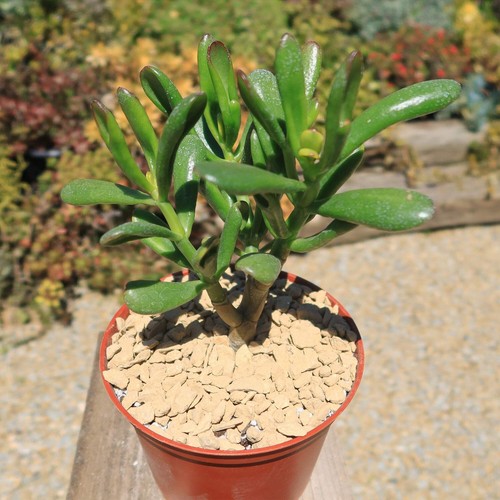 Jade Bonsai Tree - Crassula ovata 'Hobbit' cactus Cacti Succulent real live plan - Picture 20 of 28