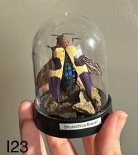 Chrysochroa Buqueti- Red Speckled Jewel Beetle Taxidermy , Real Bark In Dome