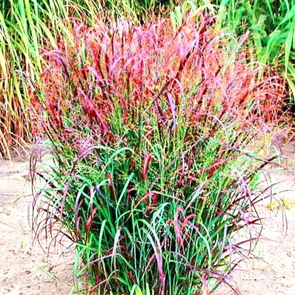 Panicum virgatum 'Squaw' Echte rot Rutenhirse im Topf Ziergras Gräser winterhart - Bild 2 von 3