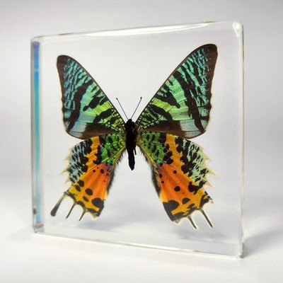 Madagascan Sunset Moth in Resin, Chrysiridia rhipheus