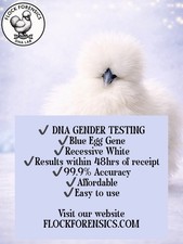 Poultry Avian DNA Test- Gender test chicks from freshly hatched hatching eggs