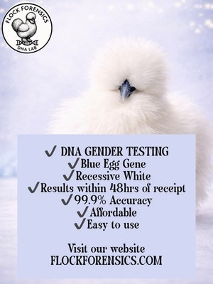 Poultry Avian DNA Test- Gender test chicks from freshly hatched hatching eggs!