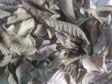 100 HOJAS DE GUAYABA ORGANICAS SECAS-100 ORGANIC DRY GUAVA LEAVES