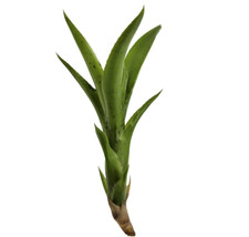 Neoregelia Cheers Bromeliad Live Tropical Ornamental Plant 2 Pack