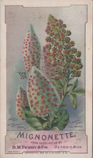 D M Ferry Co Detroit MI Mignonette Red Yellow Flowers On Spikes KQV1