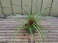 Tillandsia (cyanea) 'summer' f. variegata rare bromeliad 4''pot