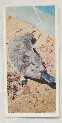 Lyons Teekarte Australien Nr. 10 Schnabeltiere