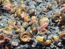 Ramshorn Snails Feeder snail fish food for aquarium freshwater healthy fish tank