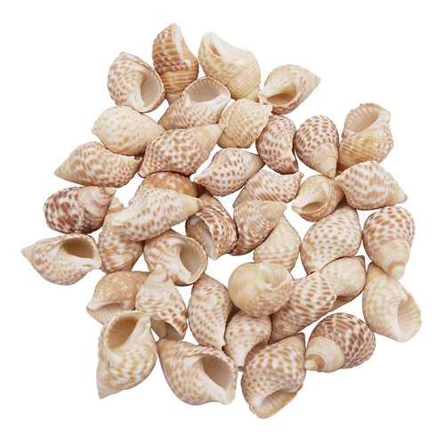 50 PIEZAS Caracola Punto Rojo Natural 1-2 cm Concha de Mar Decoración Adorno Adorno - Imagen 5 de 8