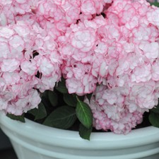 Hydrangea Hardy Shrub Potted Garden Plant Pink Miss Saori in