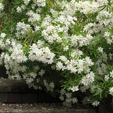 1 Large Plant - Choisya Ternata, Ready to Plant in