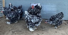 Giant Beautiful Pure Bred Mottled Brahma Hatching Eggs, 10++ Rare Fertile