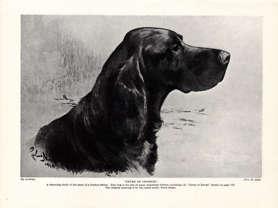 1930s Antique GORDON SETTER Dog Art Print Peter of Crombie Ward Binks Art 6161f