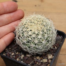 Notocactus villosus Vaso 7 cm  Cod.2211-9