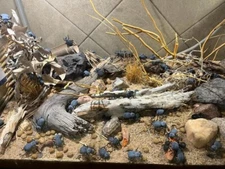 Flawed Blue Death Feigning Beatlee (Group of 20!) Bulk Price!