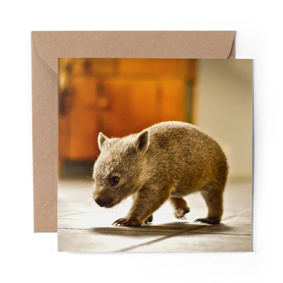 DV DESIGN 1 x Blank Greeting Card Baby Wombat Australia Animal #2296