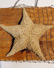 VTG TAXIDERMY ASTERIDAE STARFISH--10" TIP-TO-TIP--WOOD BACK 12" X 10"