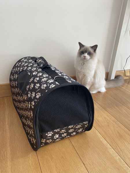 transportin gato